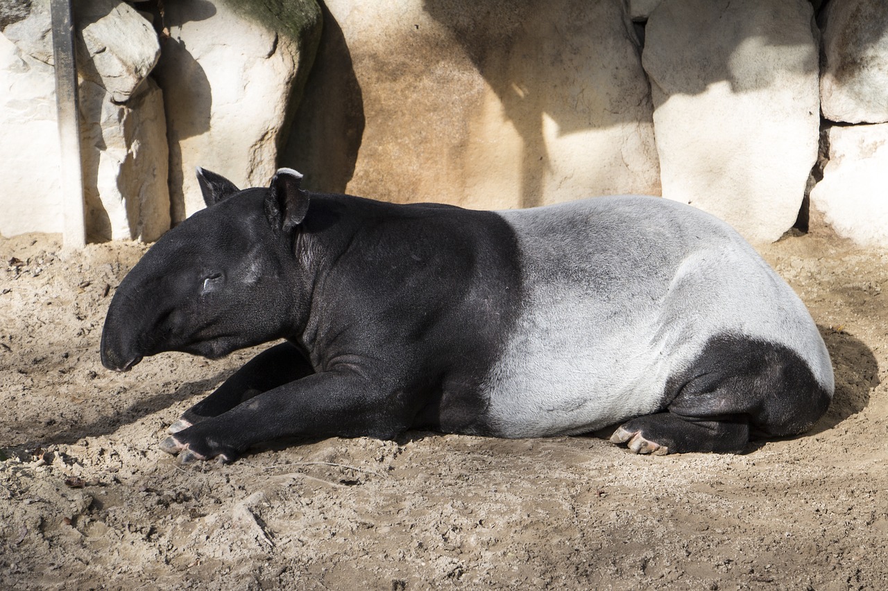 malayan tapir asian tapir animal free photo