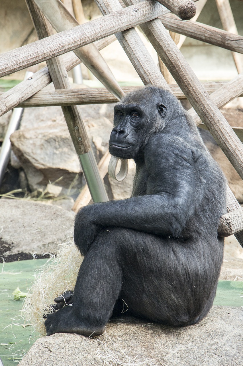 gorilla sitting animal free photo