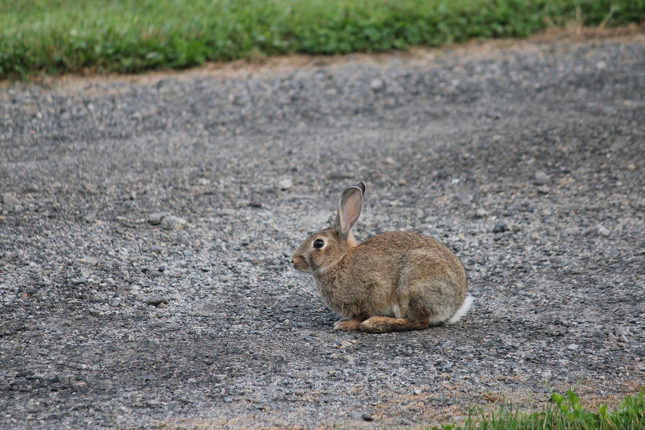 animal rabbit bunny free photo