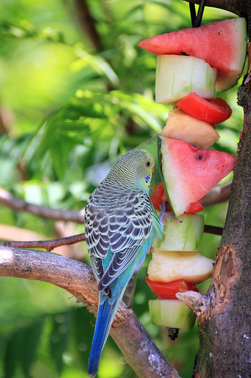animal bird fruit free photo