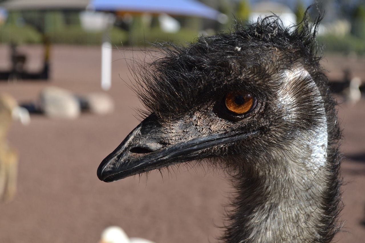 ostrich head bird free photo