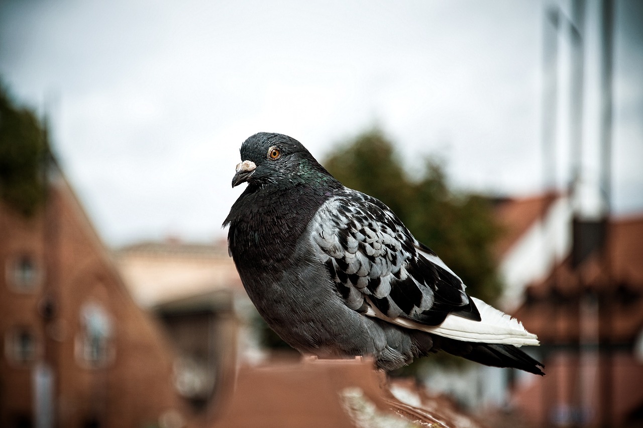 animal bird nature free photo