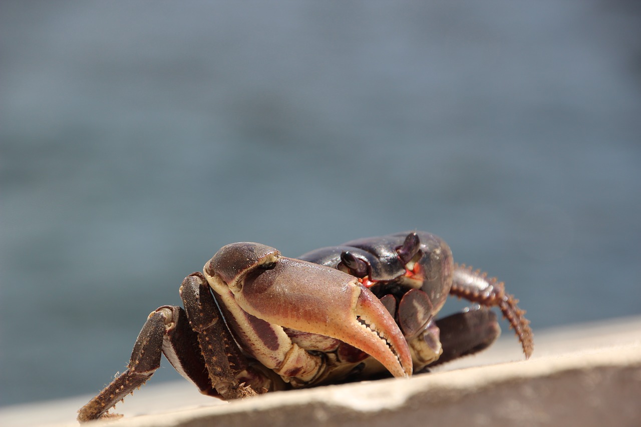 animal crab sea free photo