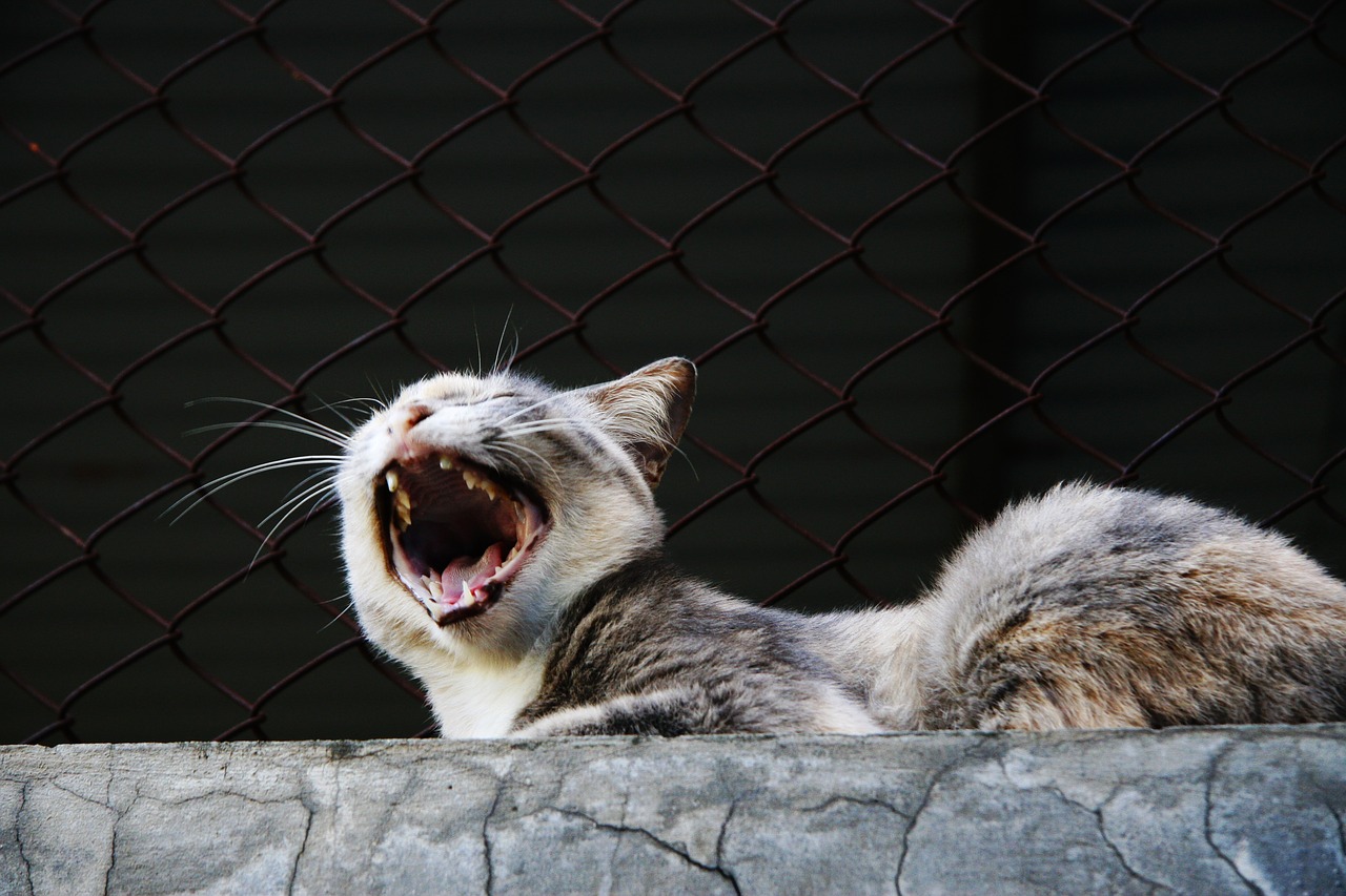 yawn cat animal free photo