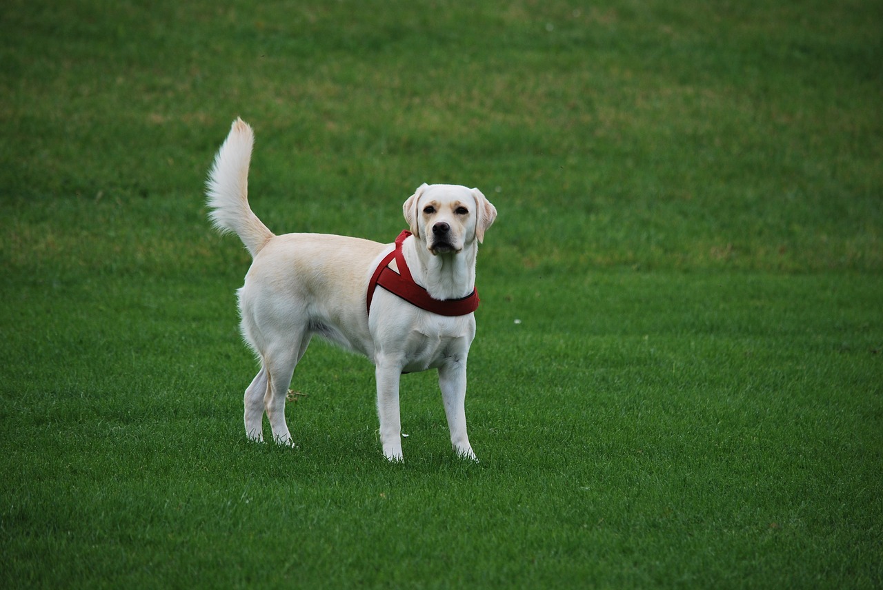 animal dog labrador free photo