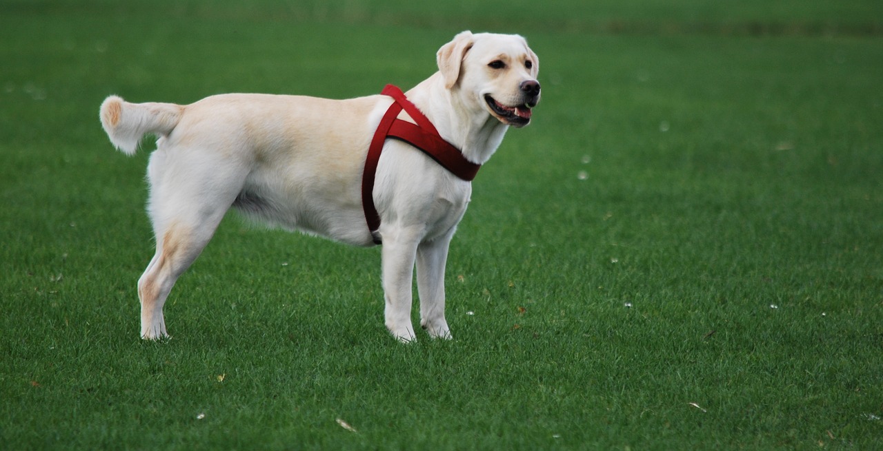 animal dog labrador free photo