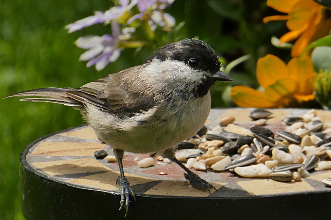 animal bird tit free photo