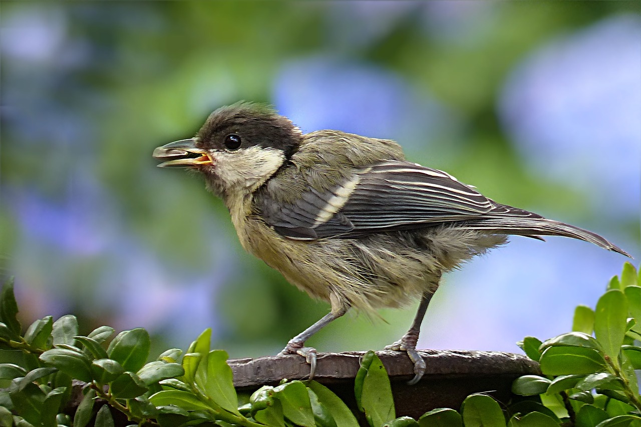 animal bird kohlmeise young free photo