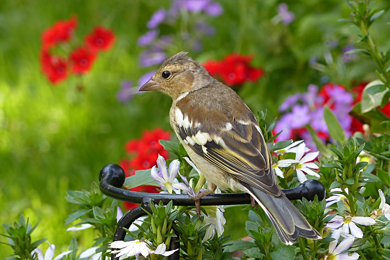 animal bird buchfink young free photo