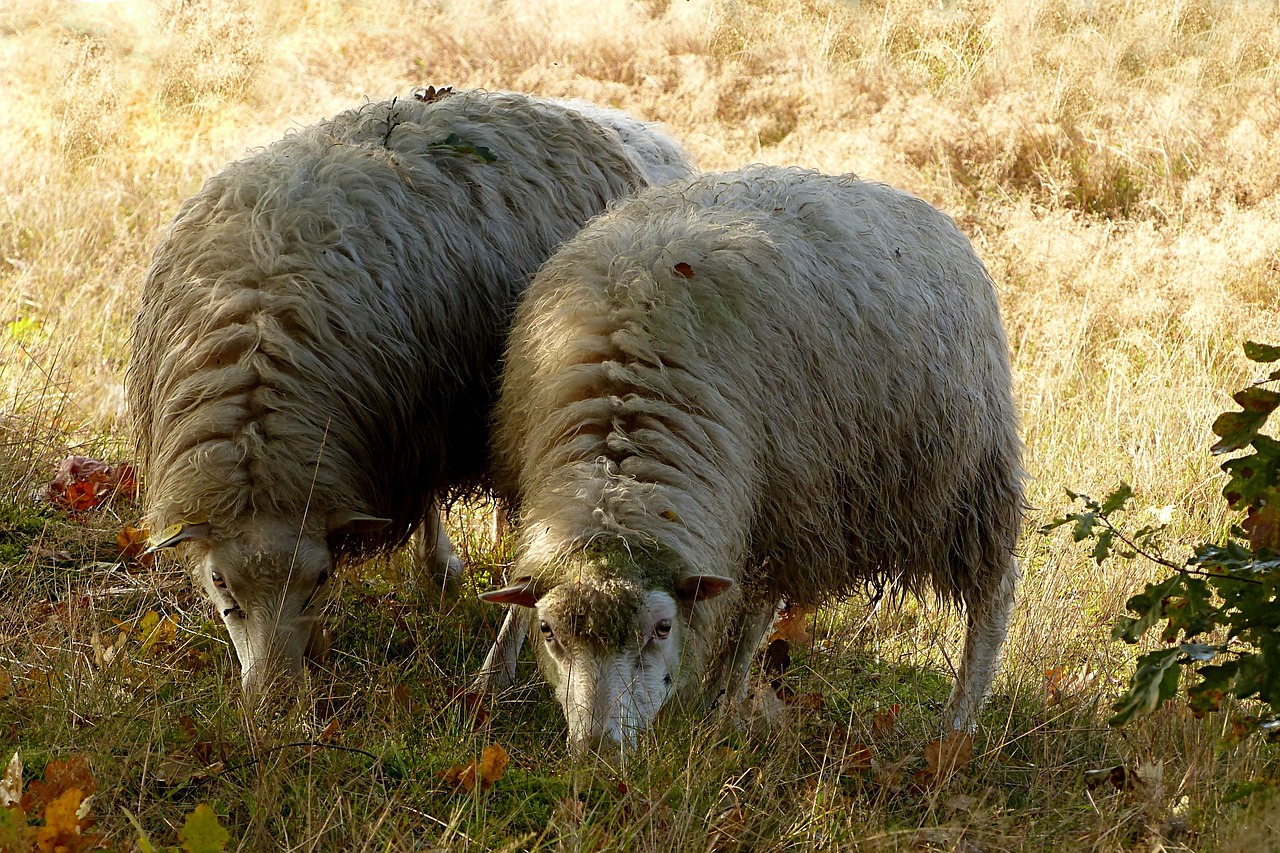 animal livestock sheep free photo