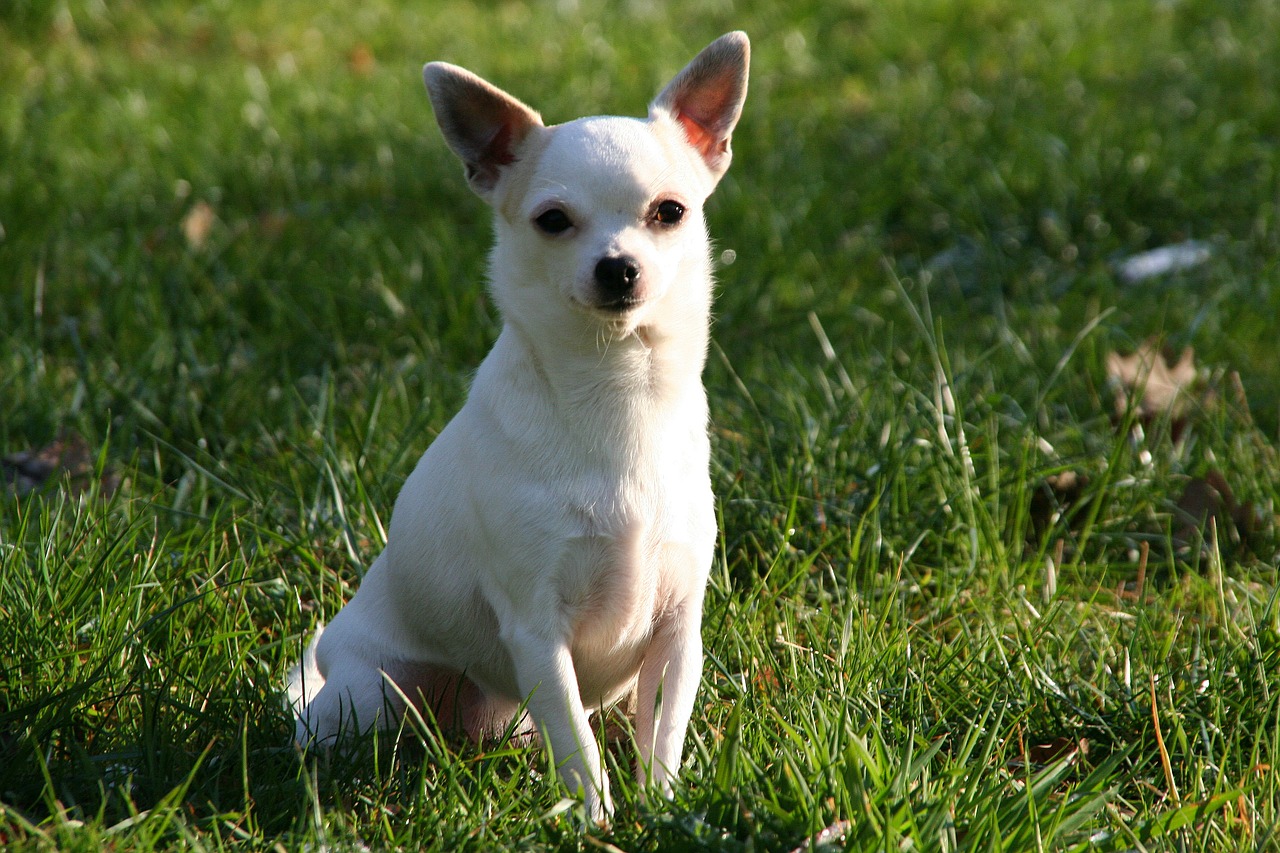 animal dog chiuahua free photo