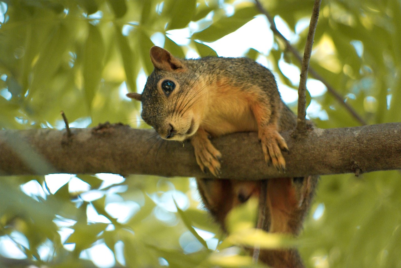 animal wild rodent free photo