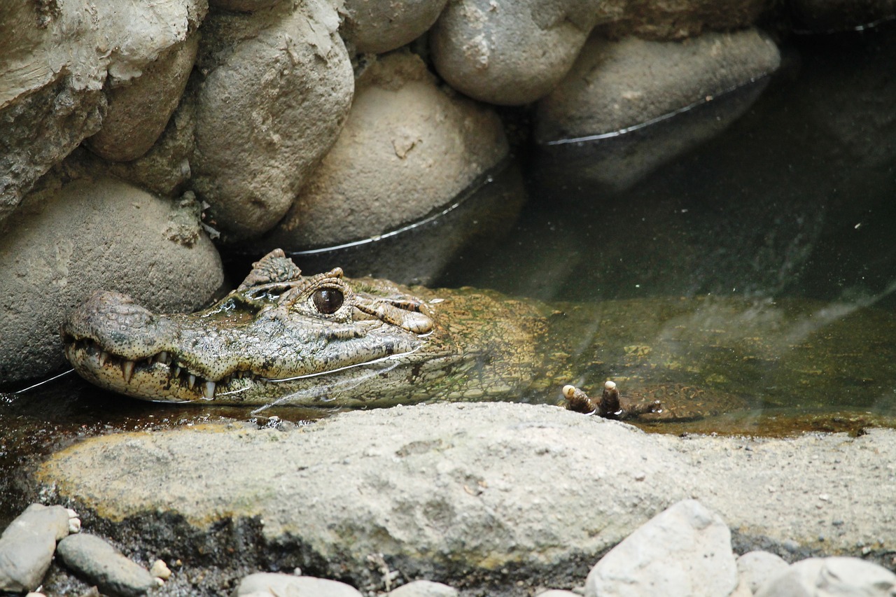 animal reptile cayman free photo