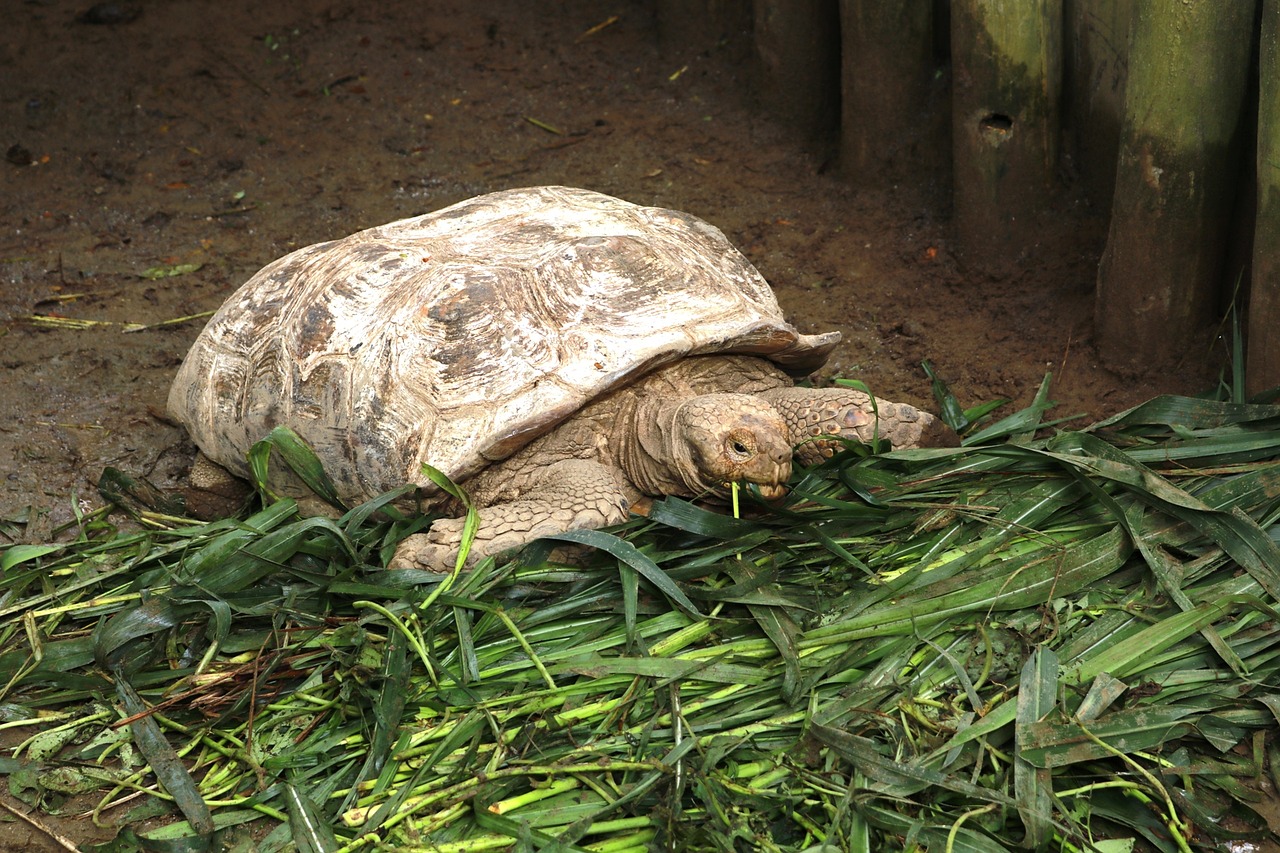 animal turtle zoo free photo