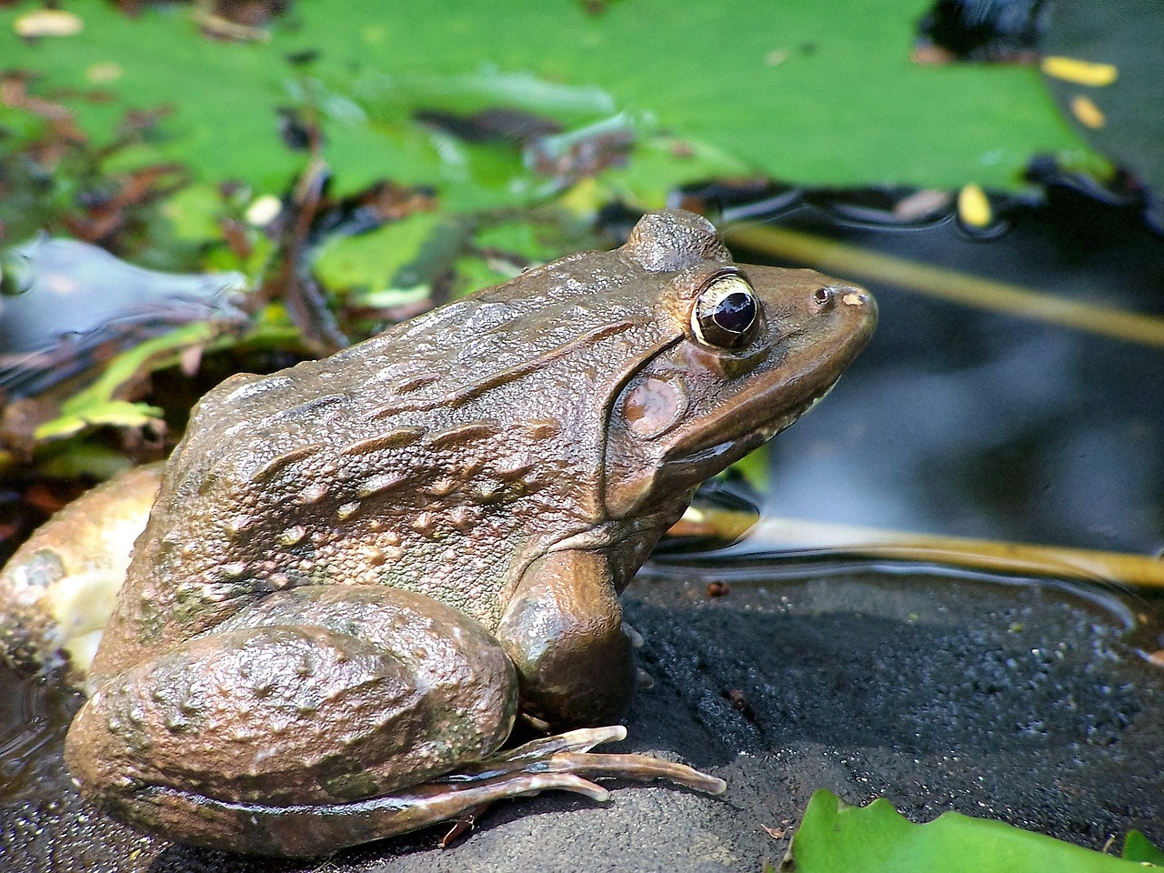 animal frog toad free photo