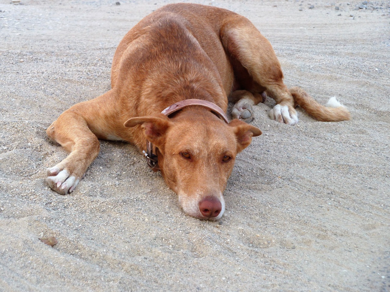 animal dog beach free photo