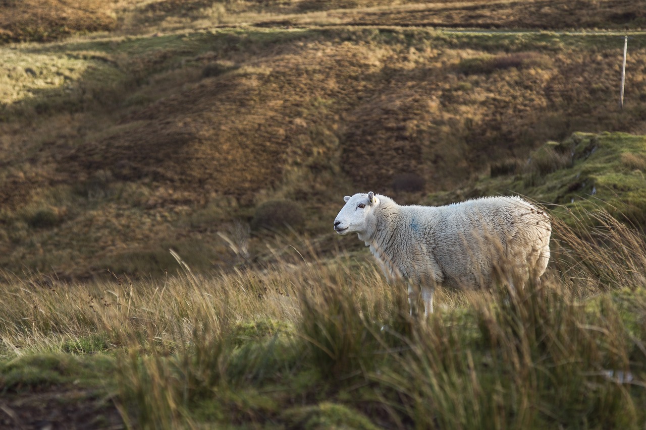 animal sheep field free photo