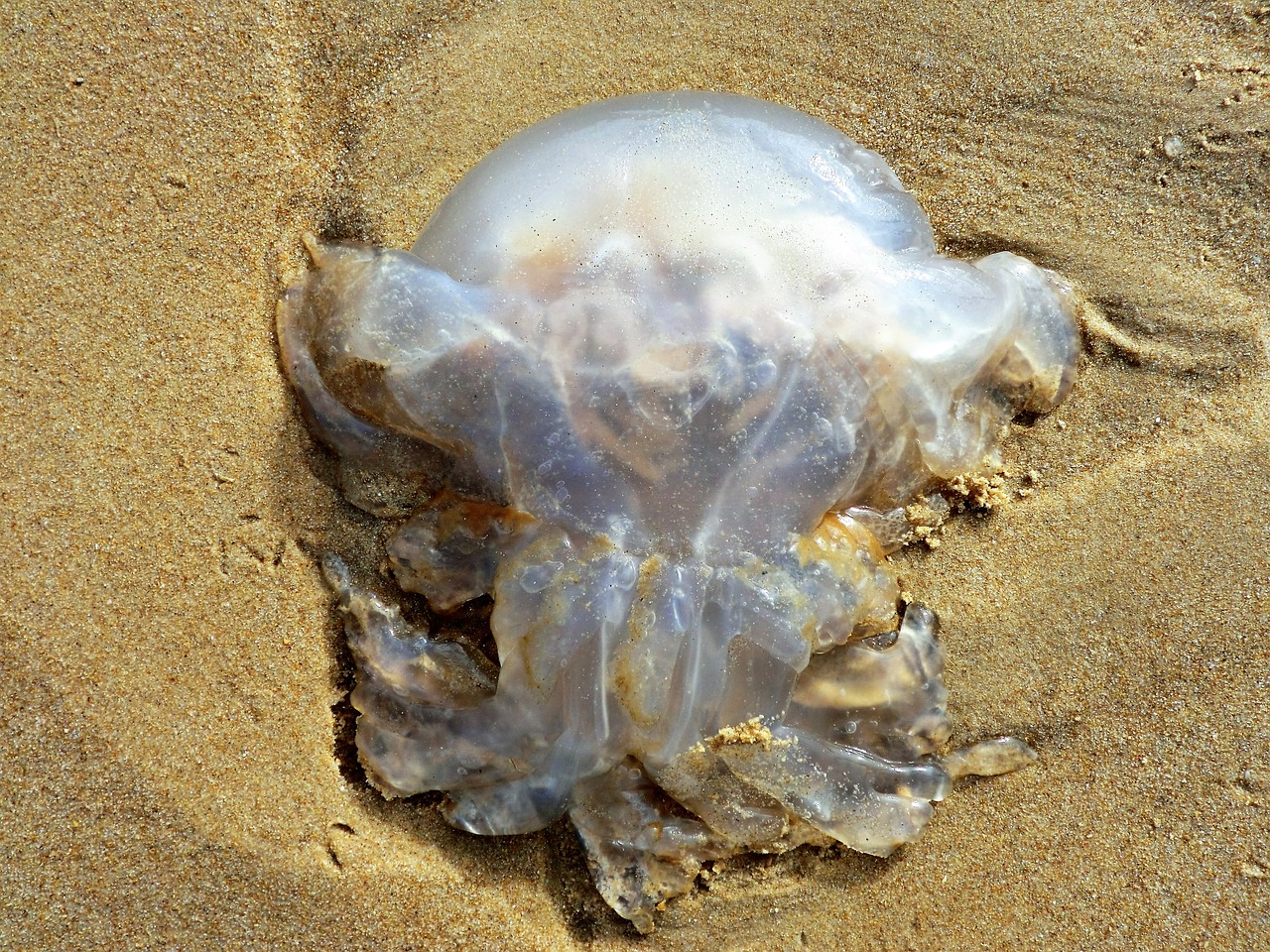 animal jellyfish beach free photo