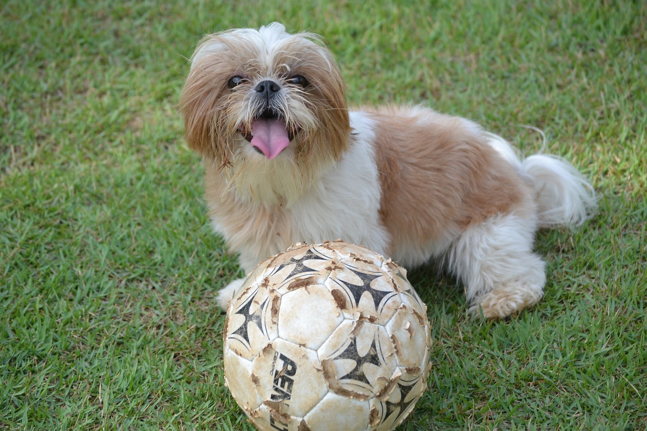 shih tzu animal ball free photo