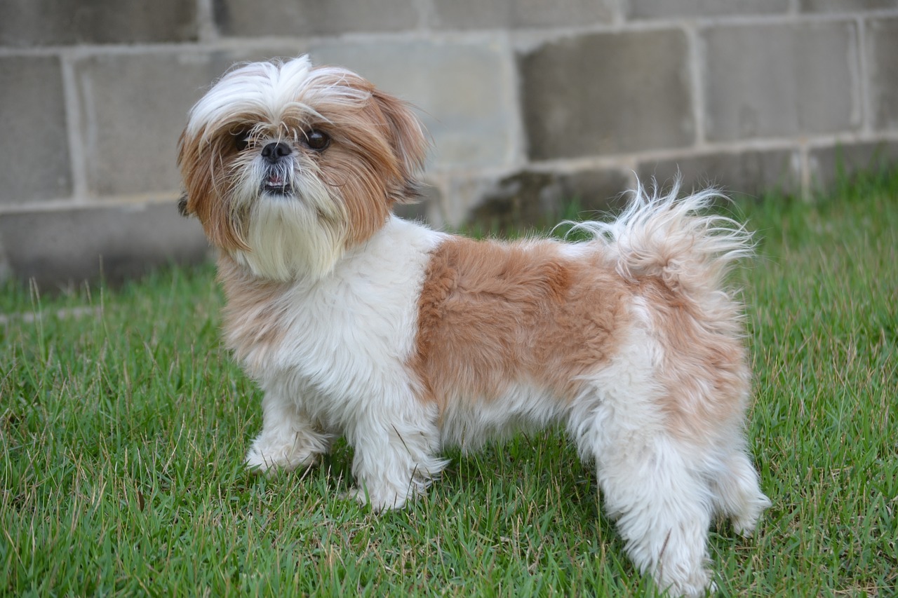 Shih tzu hairy store dogs