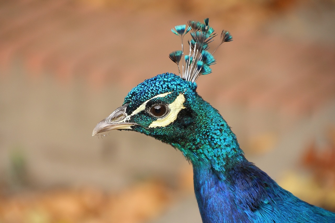 animal bird peacock free photo