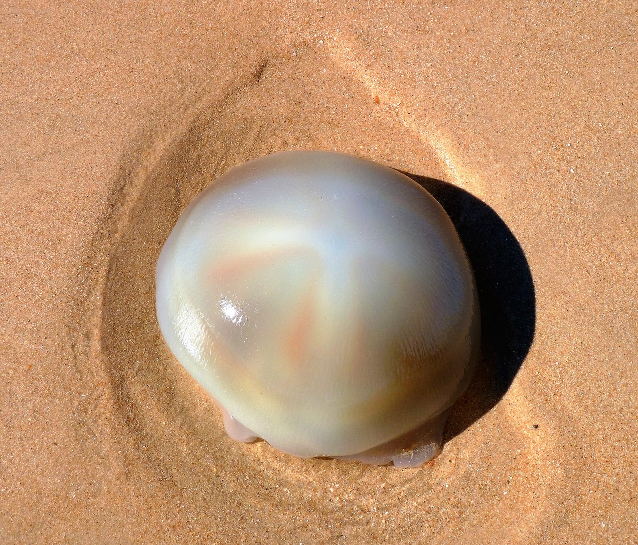 animal jellyfish washed up free photo