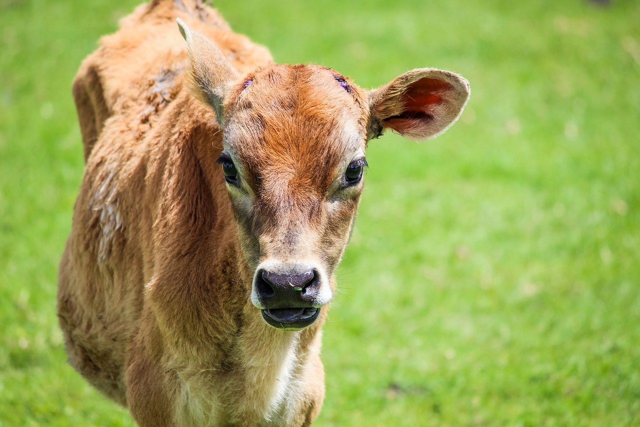 animal calf farm free photo