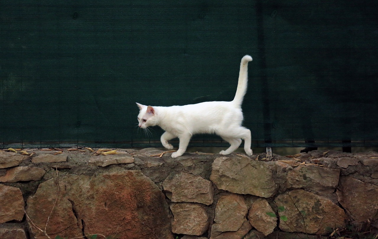 animal cat white cat free photo