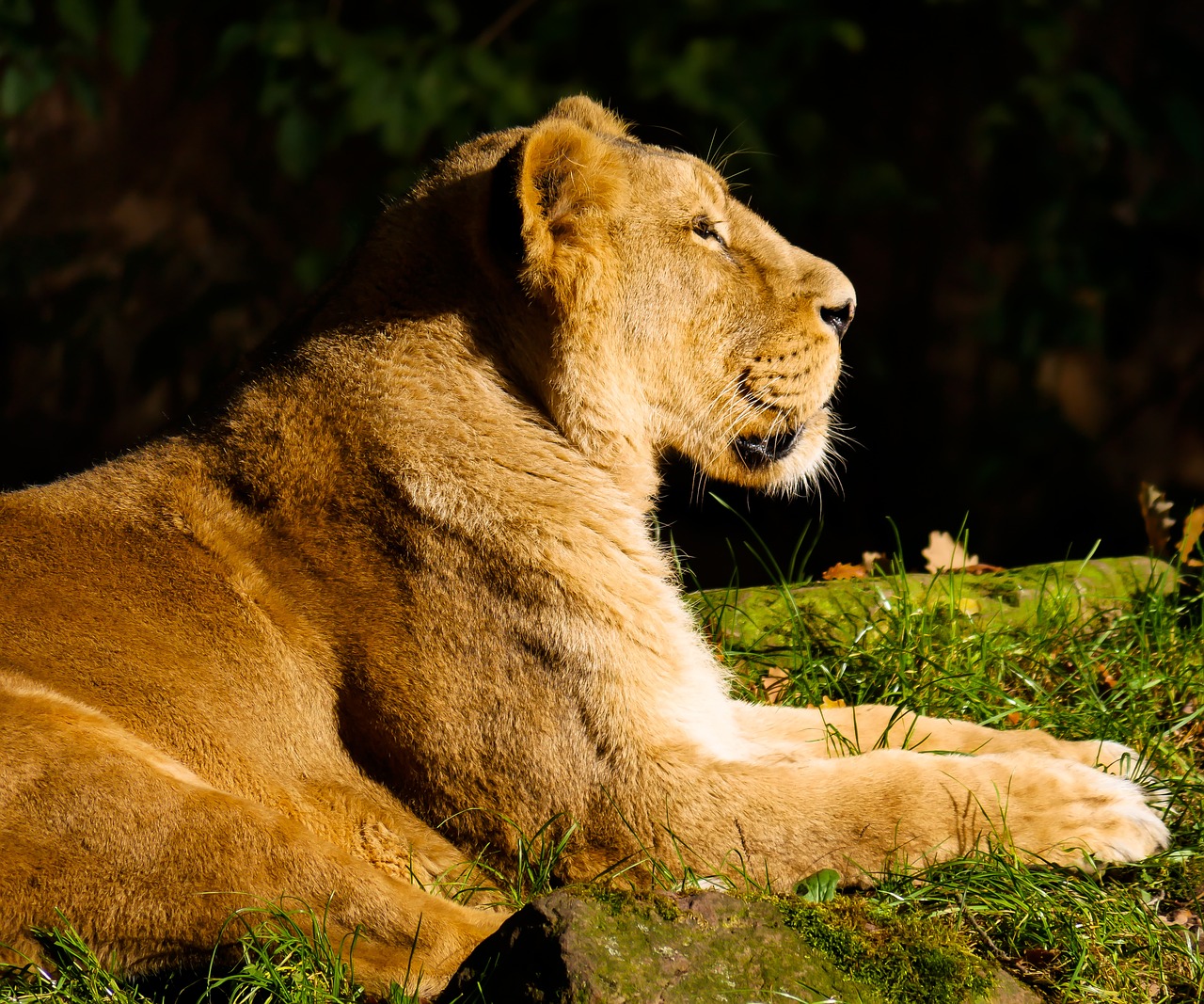 animal predator lion free photo