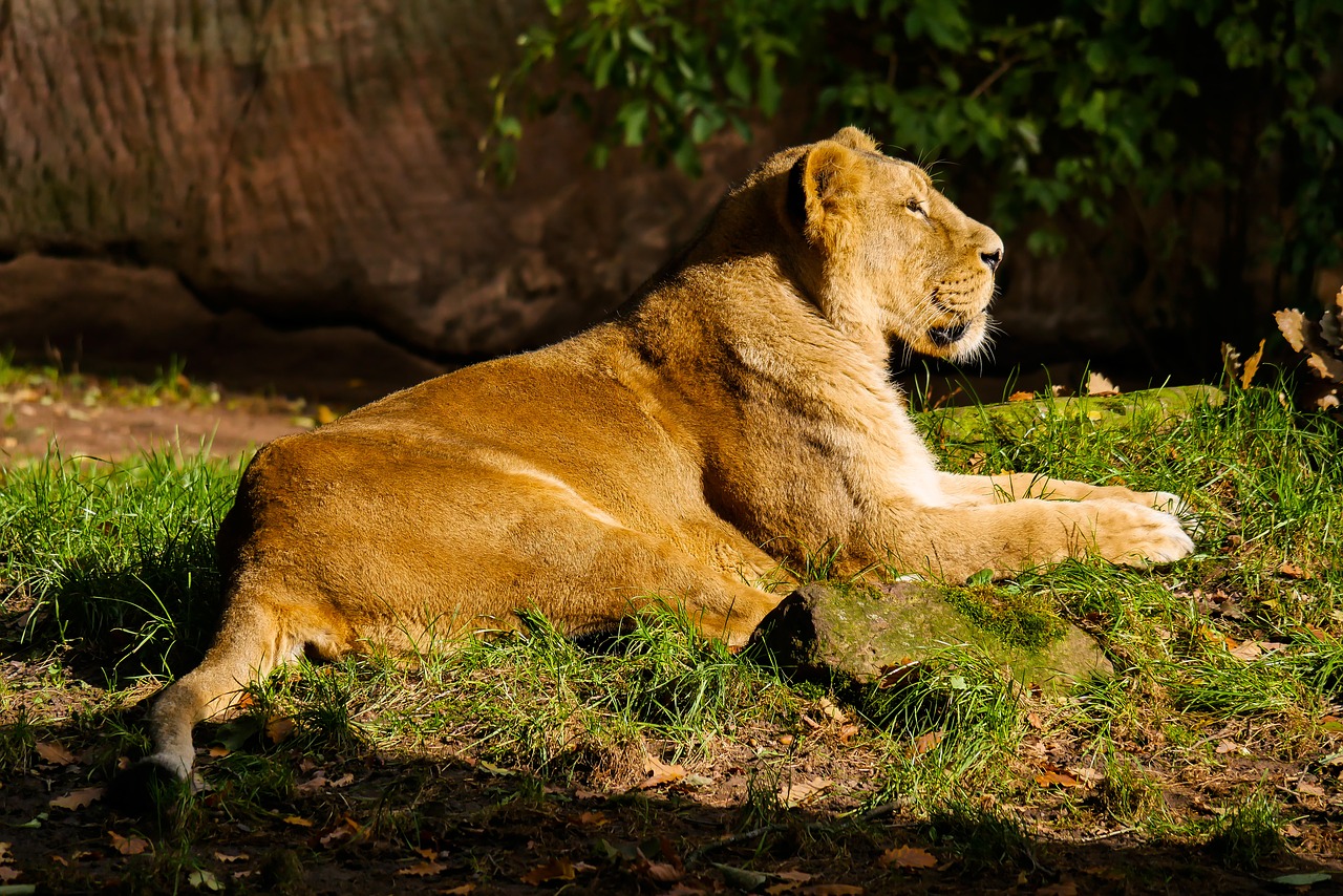 animal predator lion free photo