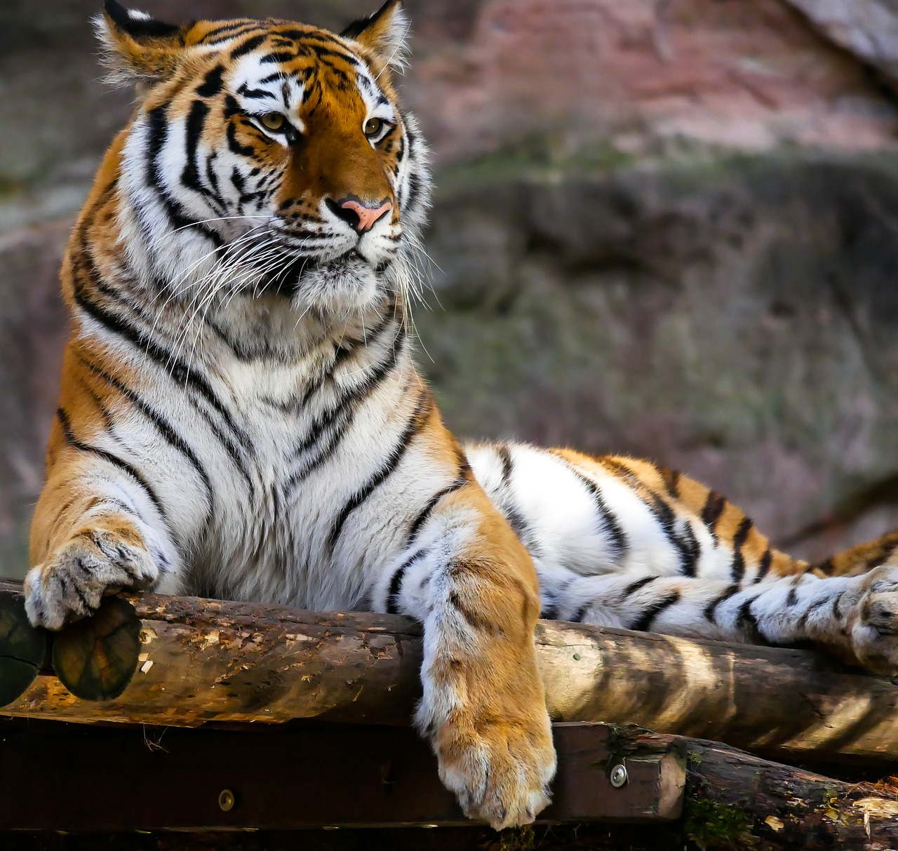 animal tiger predator free photo