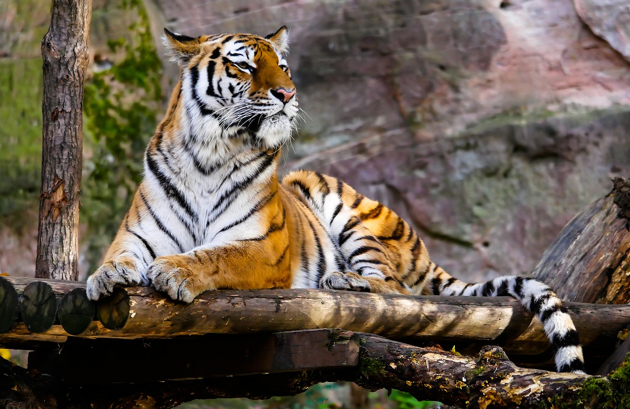 animal tiger predator free photo