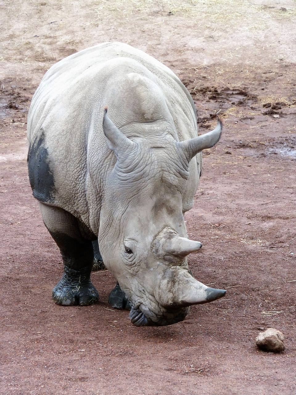 animal rhino horn free photo