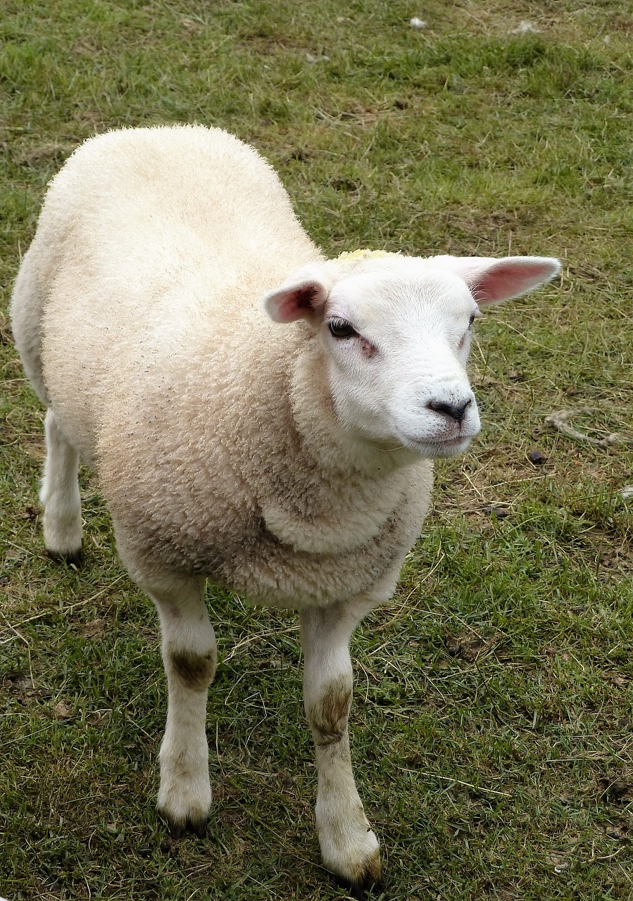 animal sheep lamb free photo
