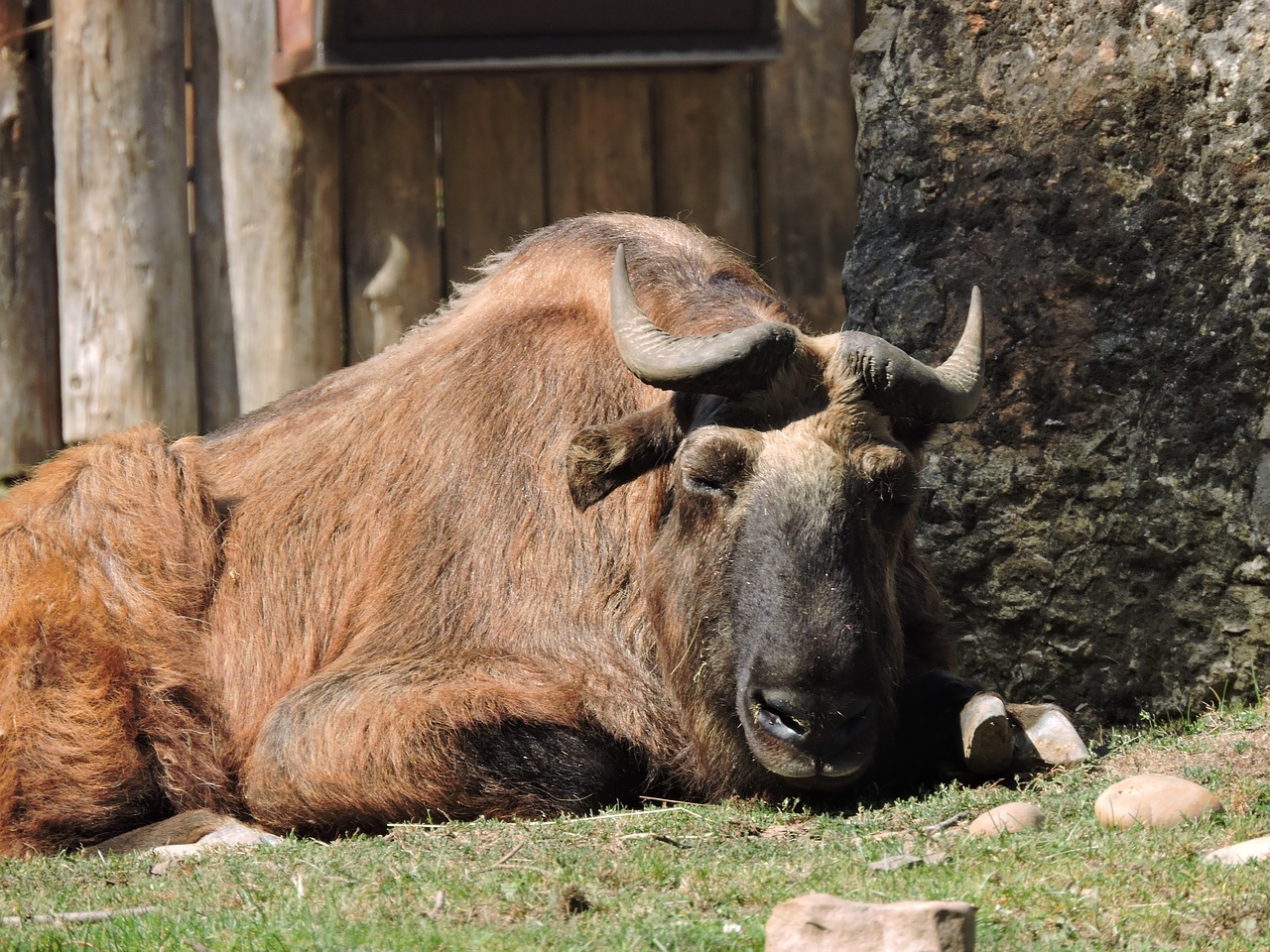 animal zoo peace free photo