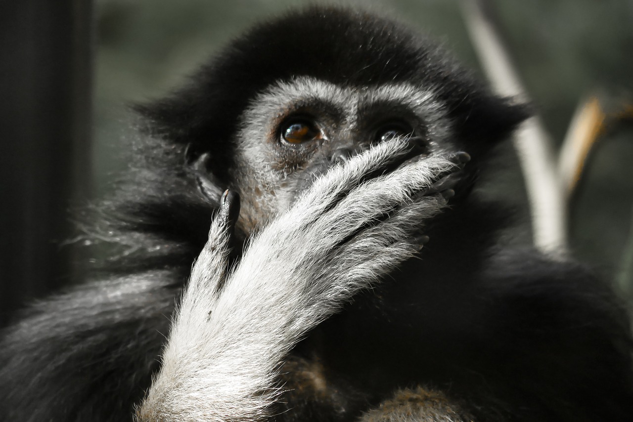 animal monkey gibbon free photo