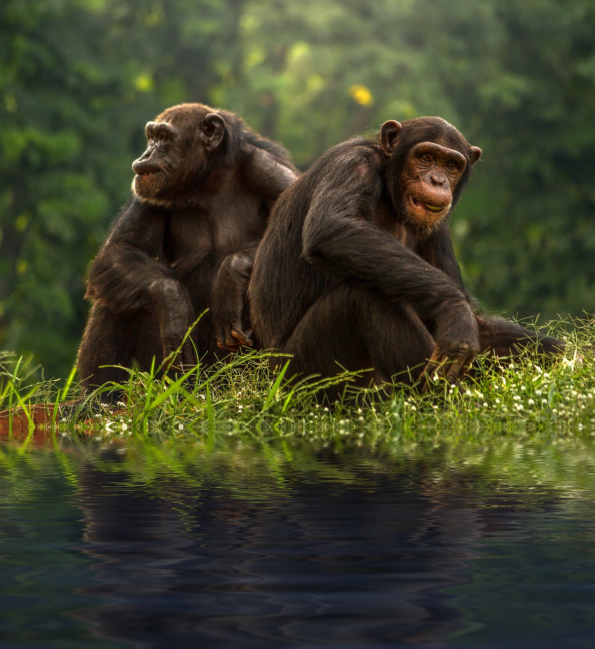 chimp brown bonobo free photo