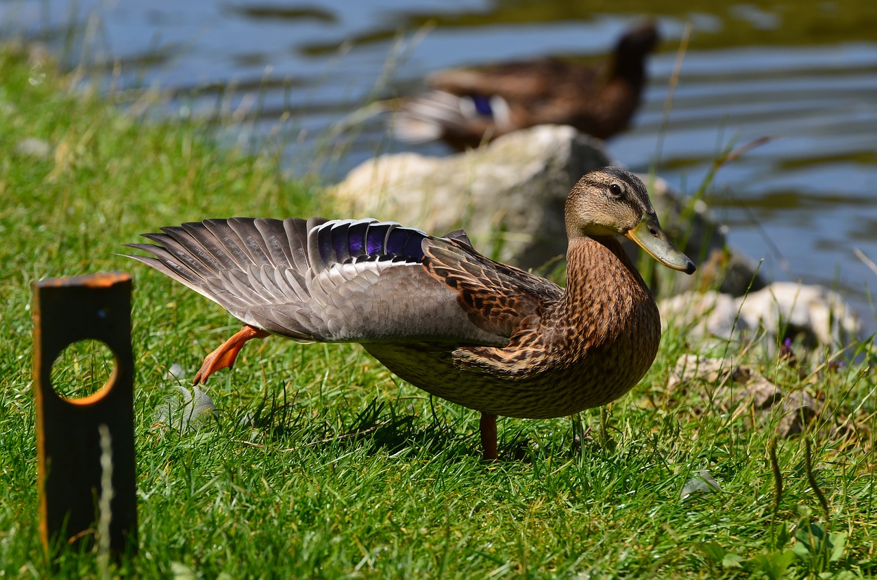 animal duck wildlife free photo