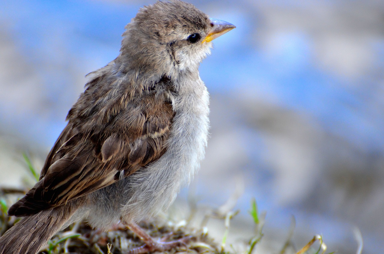 animal sparrow bokeh free photo