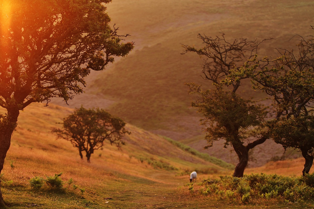 animal field grass free photo