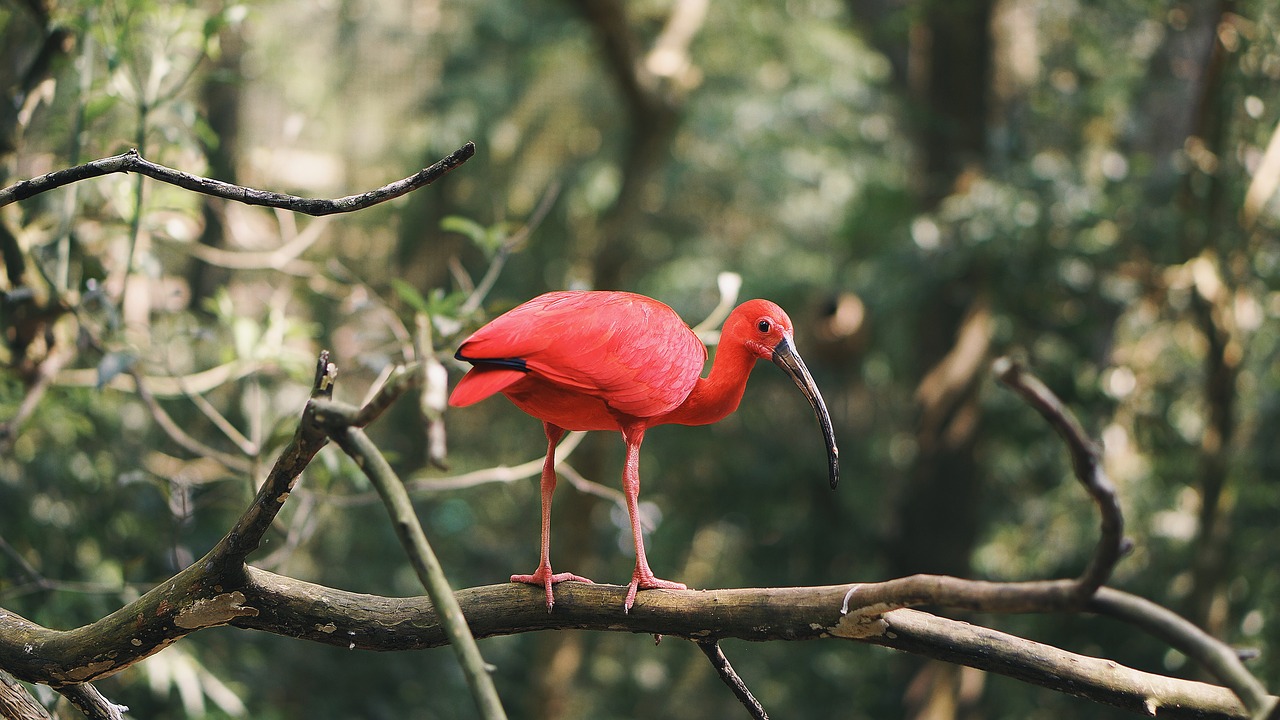 animal animal photography beak free photo