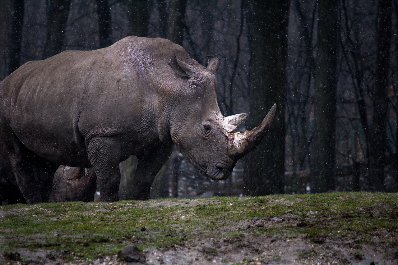 animal forest nature free photo