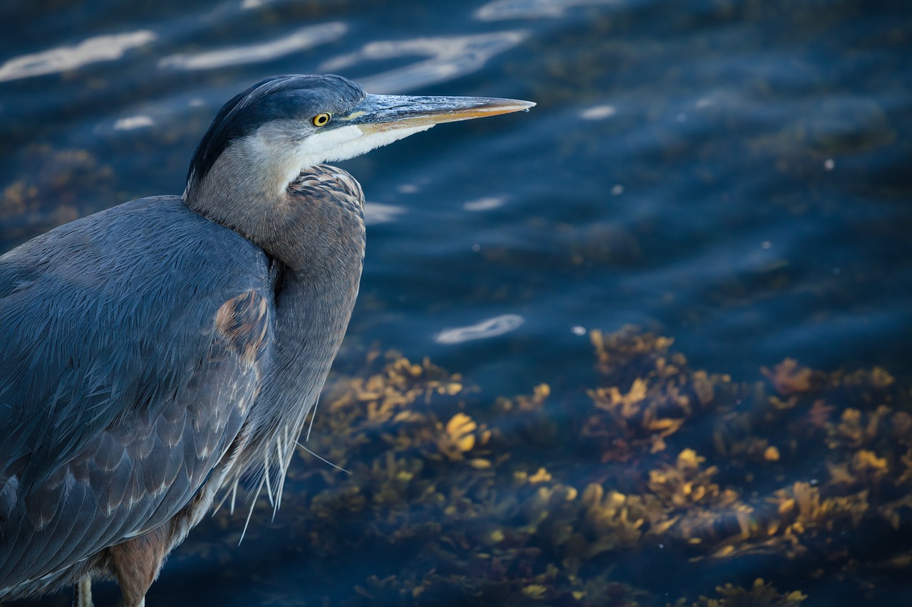 animal bird macro free photo