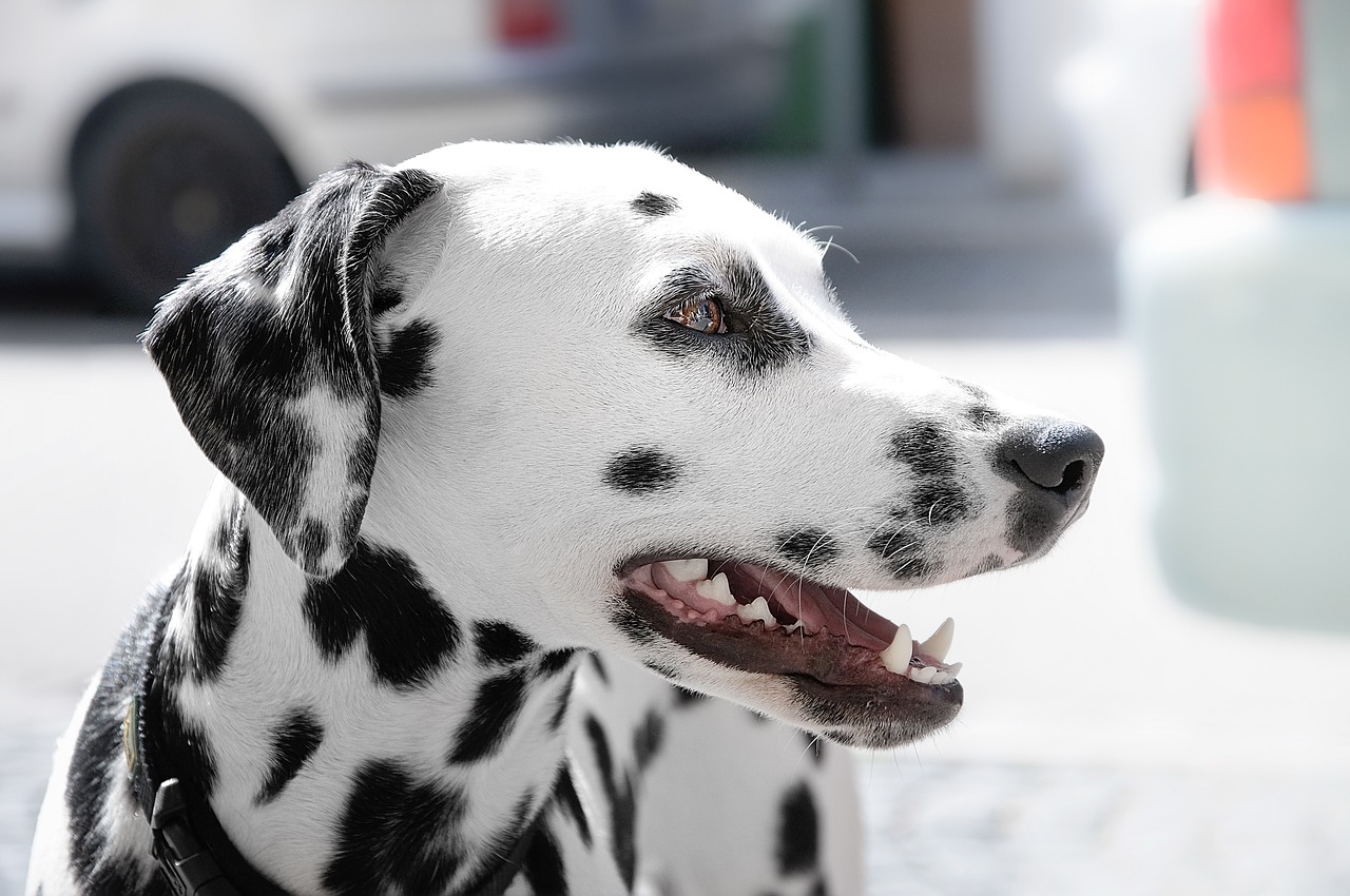 animal animal photography dalmatian free photo