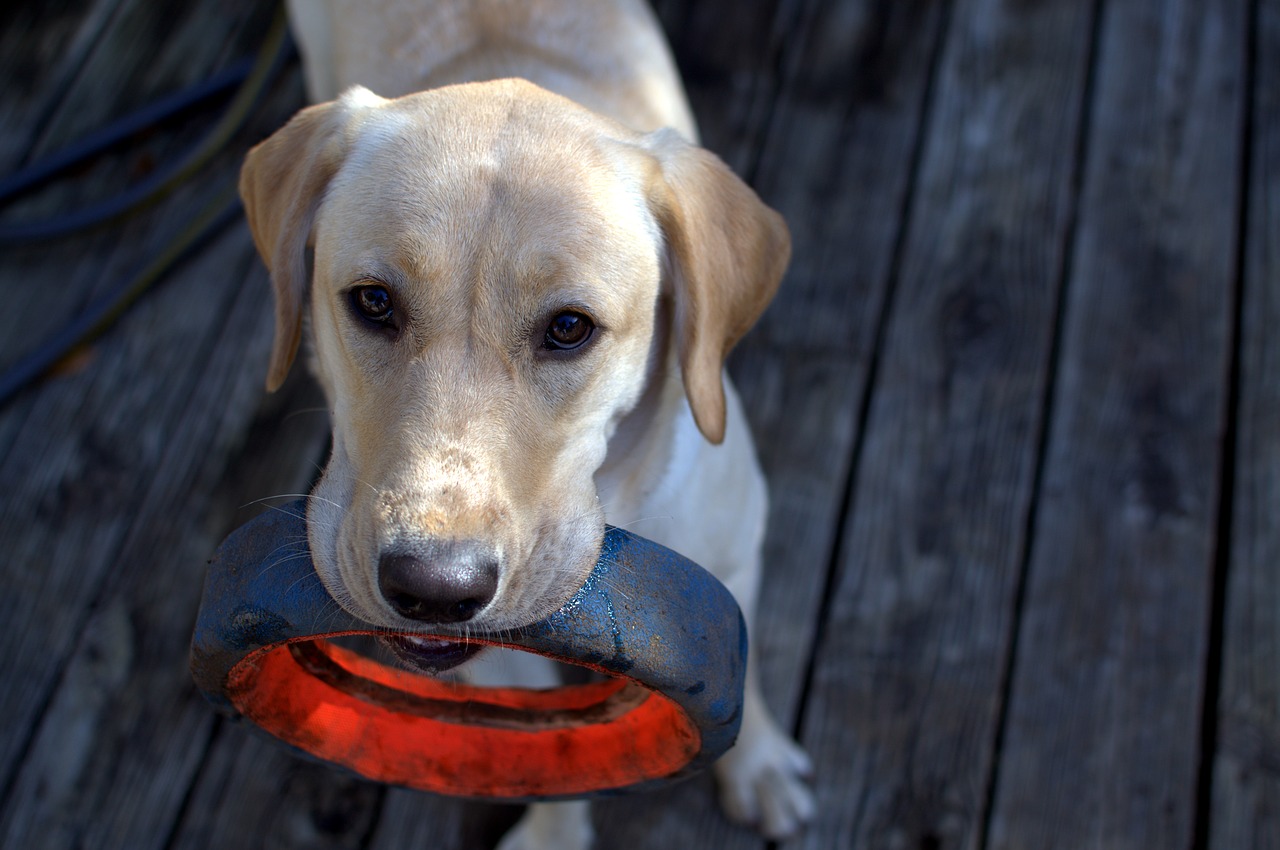 animal animal photography dog free photo