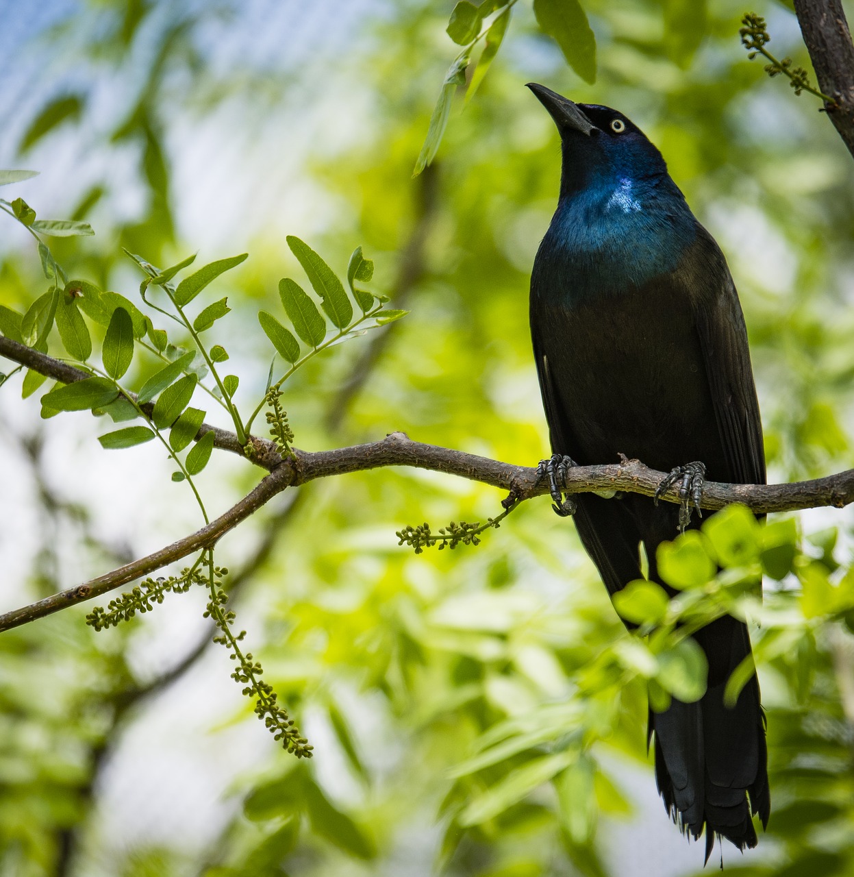 animal animal photography bird free photo