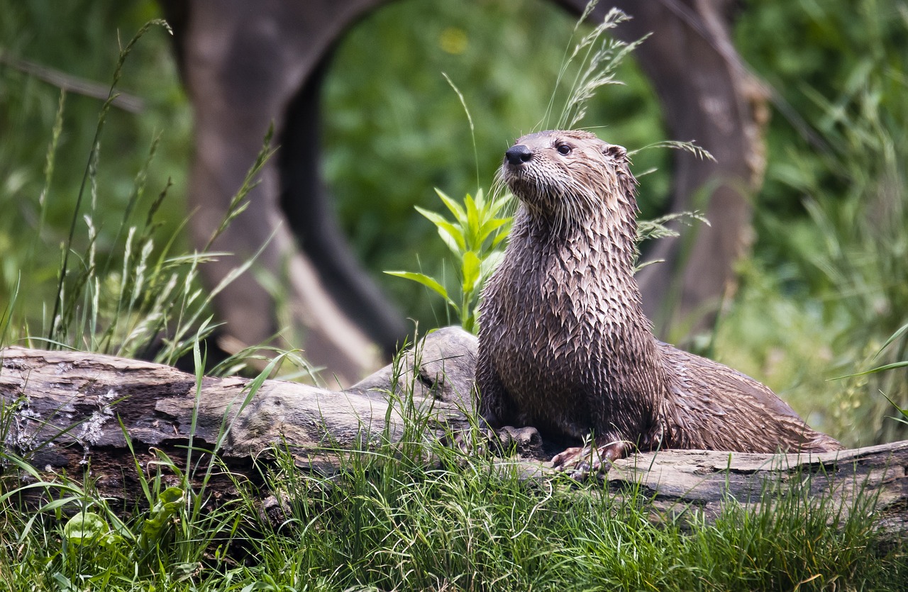 animal animal photography grass free photo