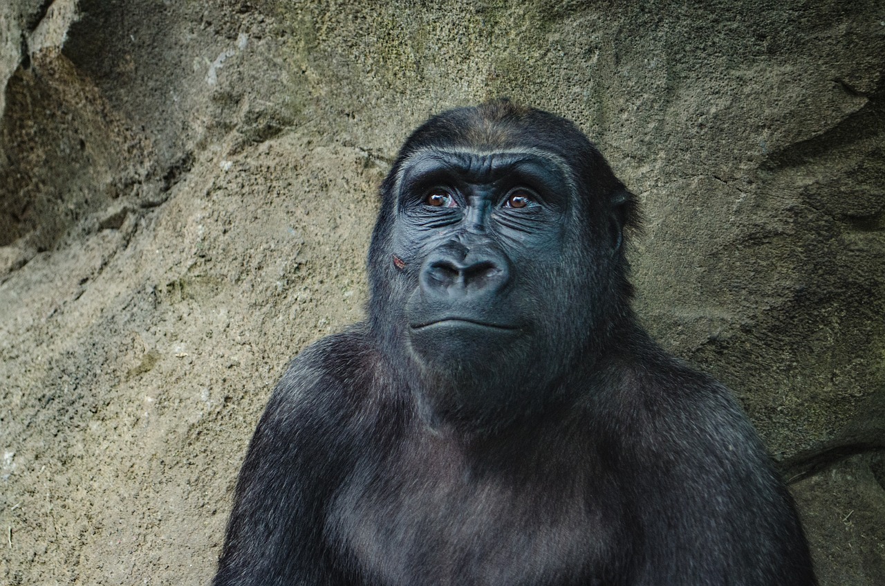 animal animal photography ape free photo