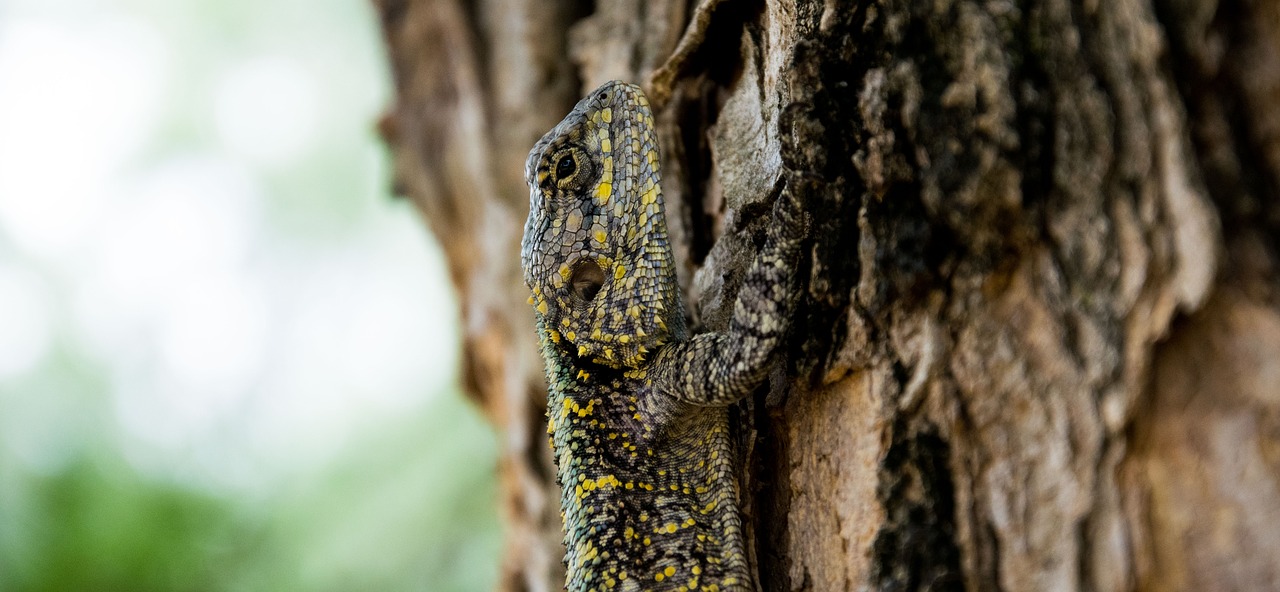 animal close-up lizard free photo