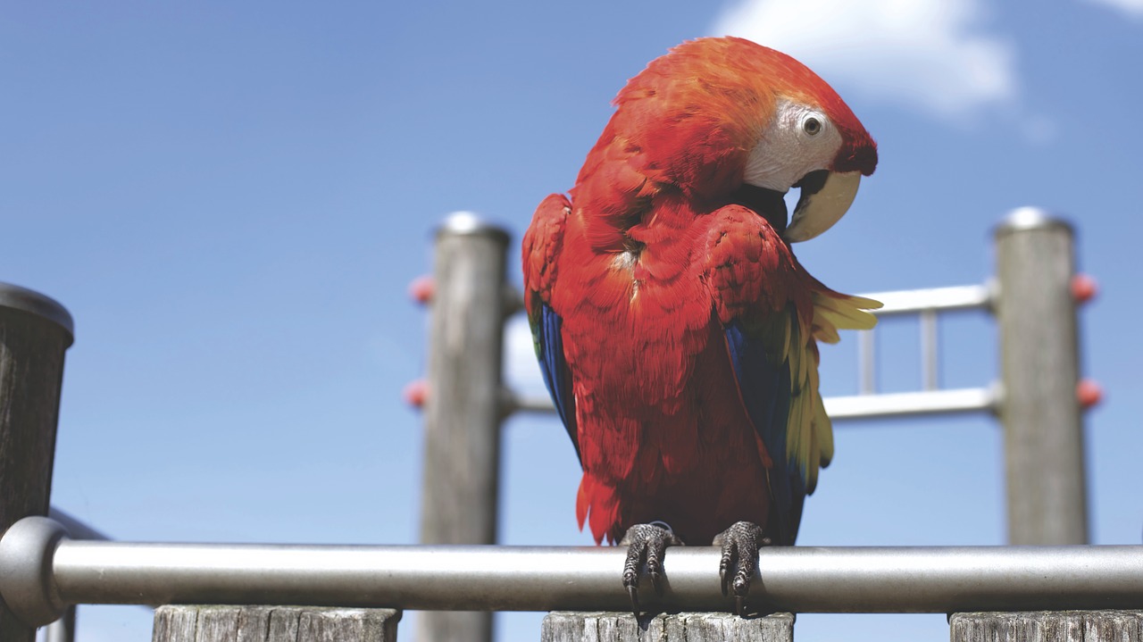 animal bird colorful free photo